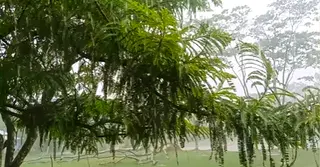 আগামীকালের আবহাওয়া: সাত বিভাগে বৃষ্টি হতে পারে